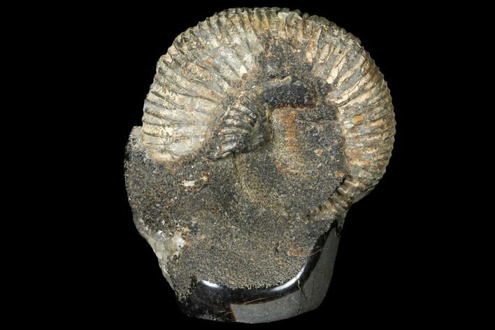 Ammonite (Perisphinctes) In Septarian - Madagascar #113665
